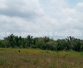 NF018 - 581 Acres Farmland Property in the Valley of Peace area, Cayo District
